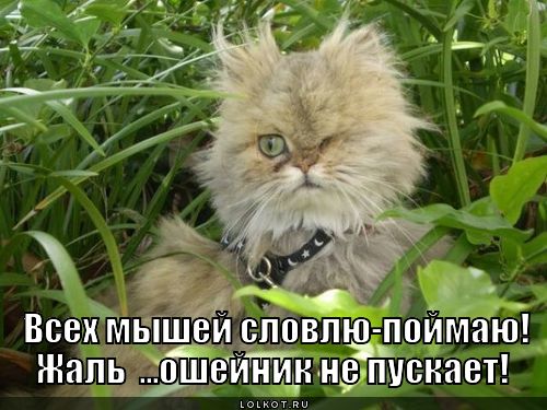Ловитель