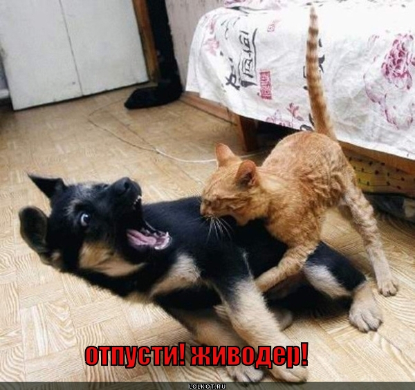 живодер