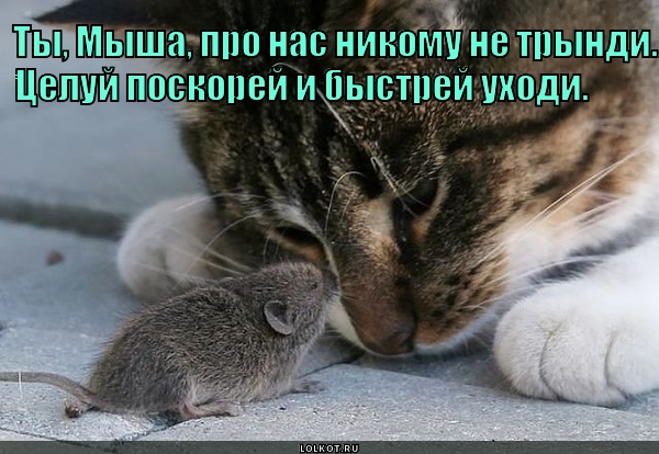 Любовь к мышам