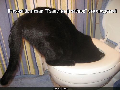 Туалетный котенок