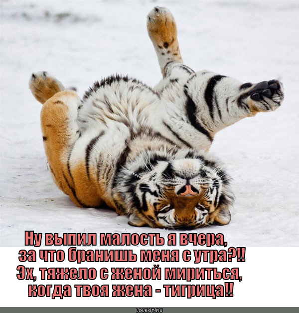 Непослушный тигромуж