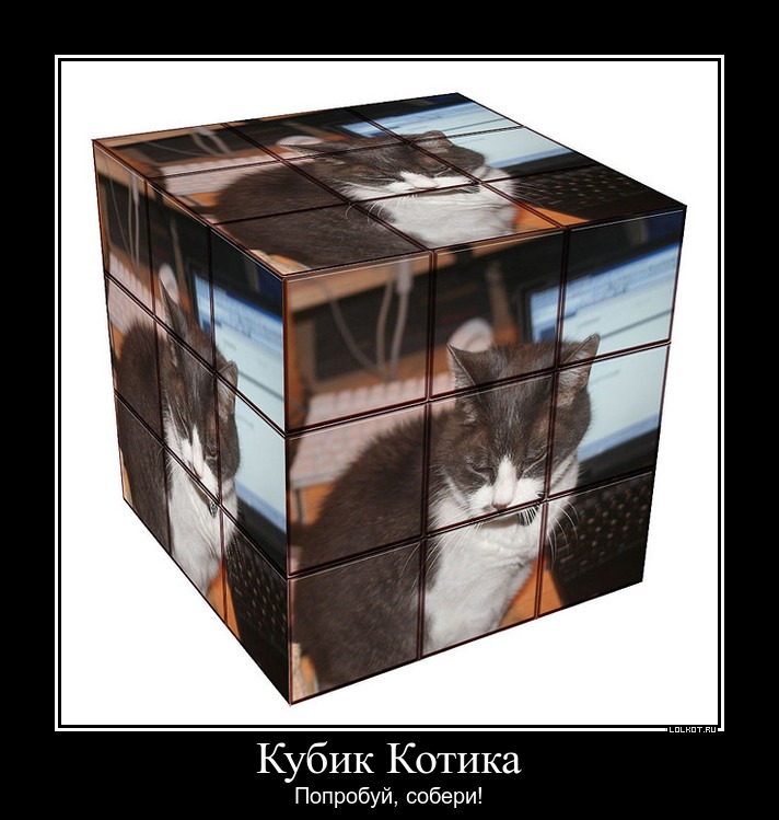 кубик котика