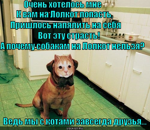 Ну мяу