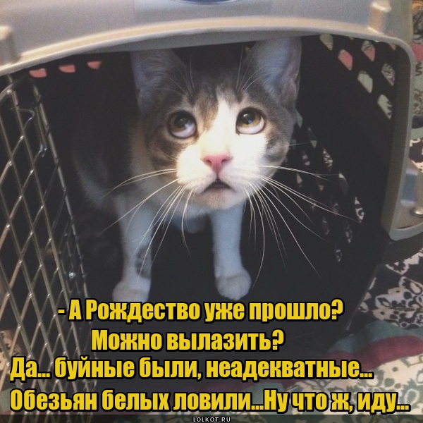 Буйные будни