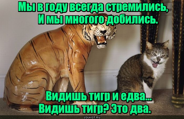 Тигровая котейка 