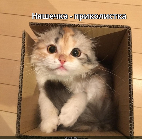 Котёнка в коробчонке