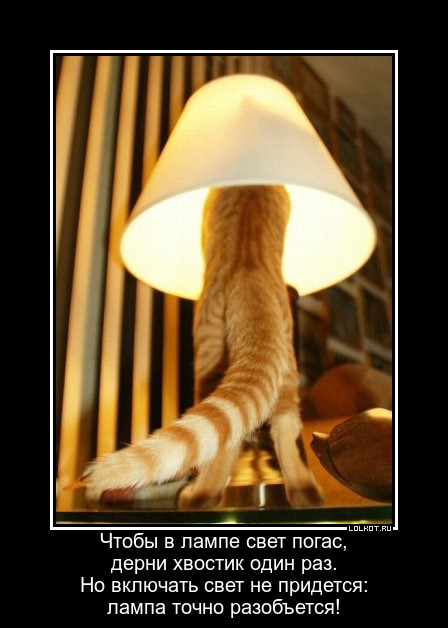 Теплый ламповый кот