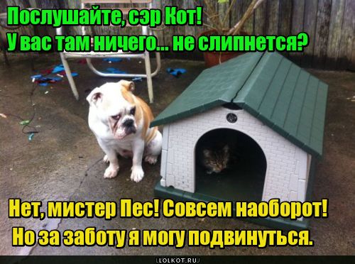 Услужливая забота
