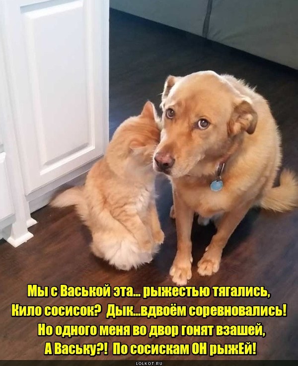 Турнир по рыжести