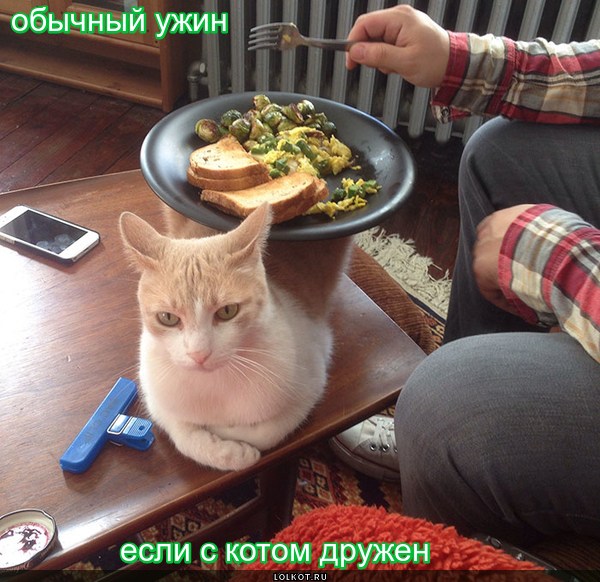 Ужин с котом