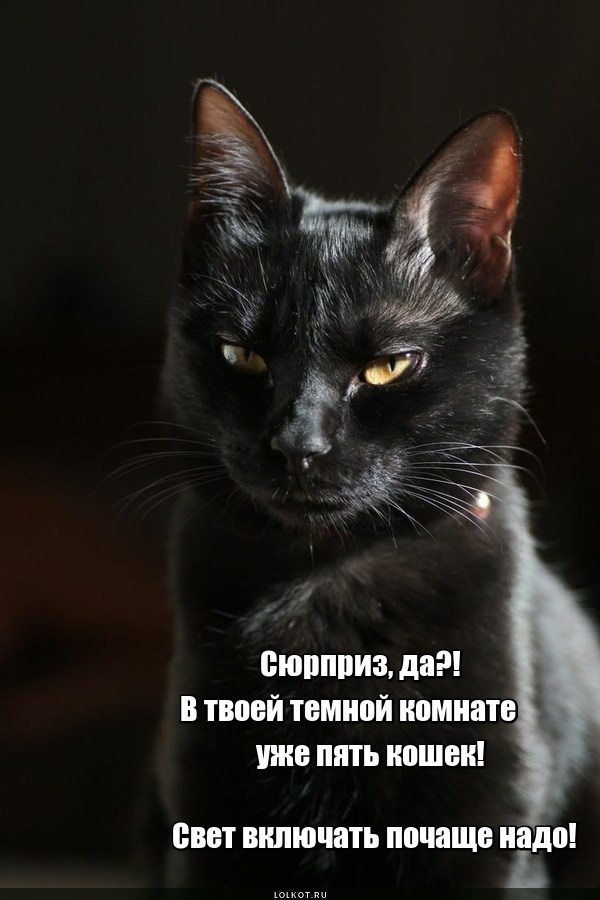 Темнокомнатная кошка