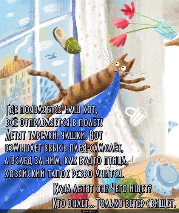 Улетный кот