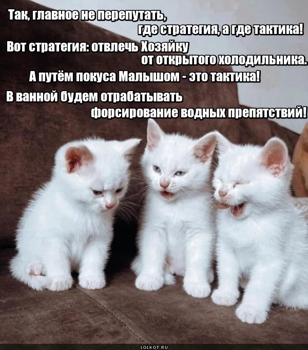 Смешные картинки кошек с надписями