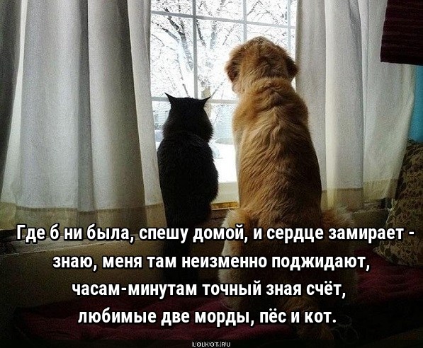 Любимые поджидатели