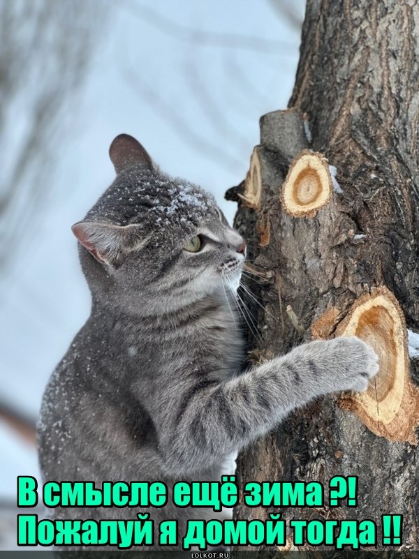 Погодозависимое намерение