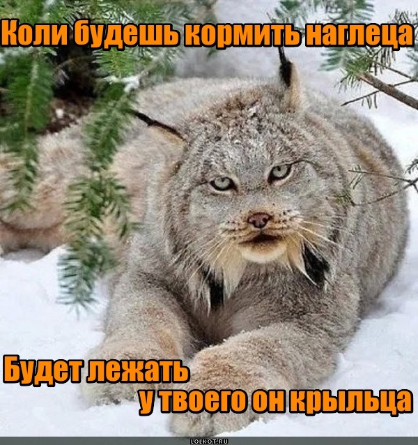 Крыльцовый наглец