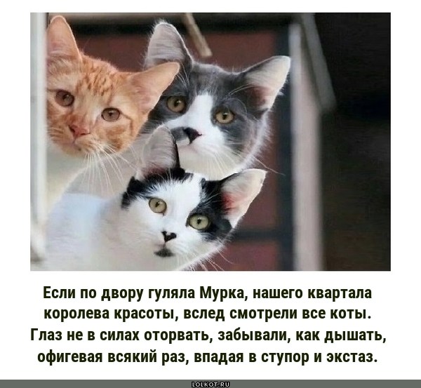 Выход королевы красоты
