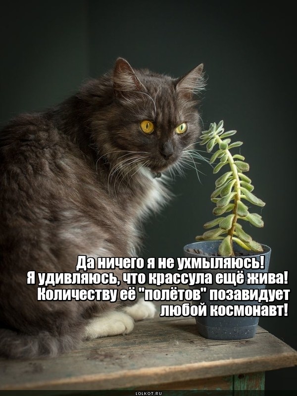 Живучая летушка