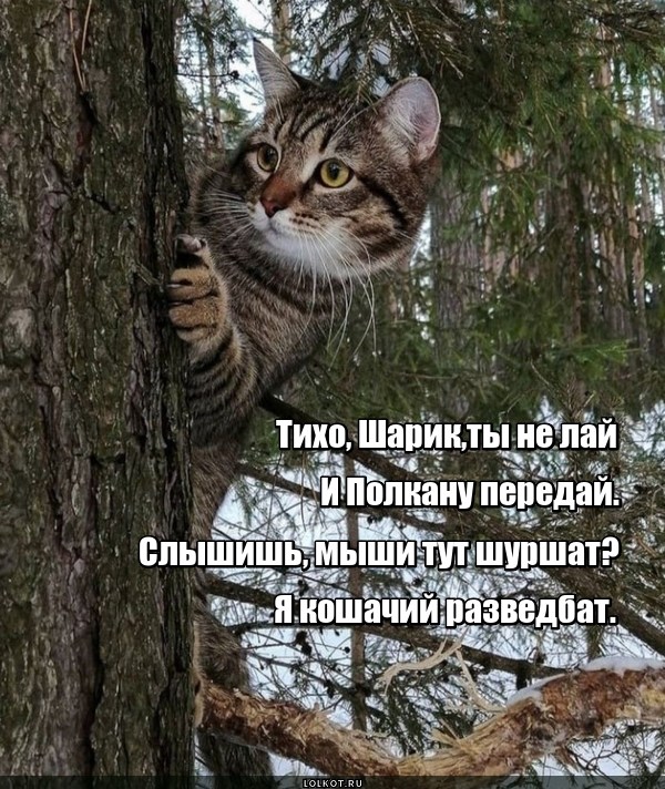 Тишайшая разведка